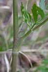 Nuttall's prairie parsley